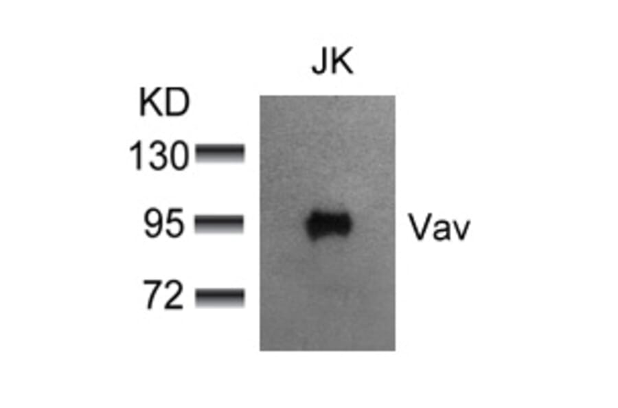 Western blot - Vav (Ab-174) Antibody from Signalway Antibody (21165) - Antibodies.com