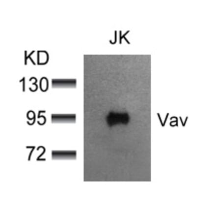 Western blot - Vav (Ab-174) Antibody from Signalway Antibody (21165) - Antibodies.com