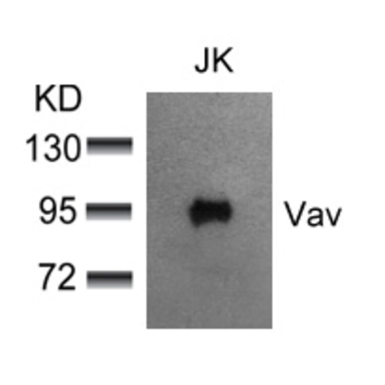 Western blot - Vav (Ab-174) Antibody from Signalway Antibody (21165) - Antibodies.com