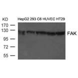 Western blot - FAK (Ab-397) Antibody from Signalway Antibody (21208) - Antibodies.com