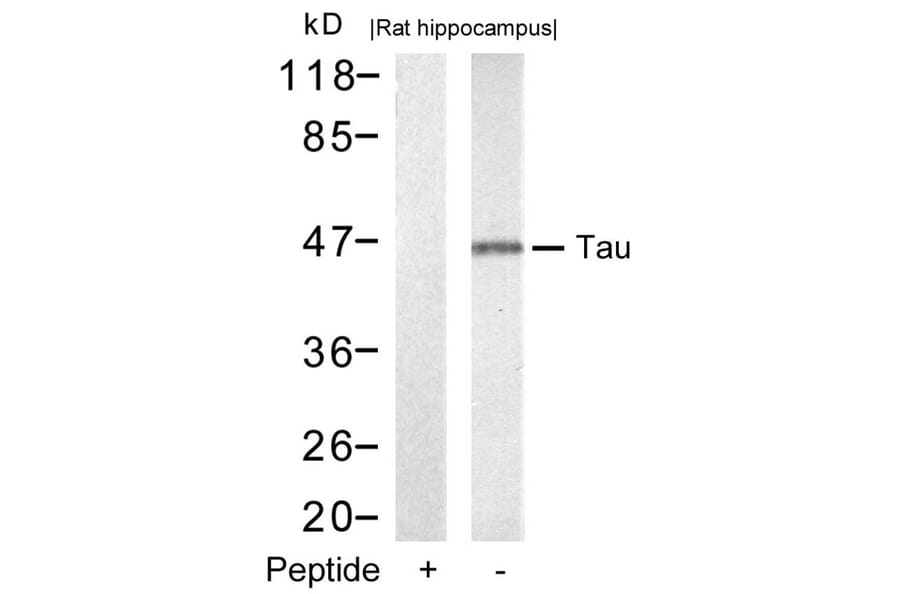 Western blot - Tau (Ab-212) Antibody from Signalway Antibody (21249) - Antibodies.com