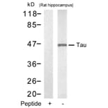 Western blot - Tau (Ab-212) Antibody from Signalway Antibody (21249) - Antibodies.com