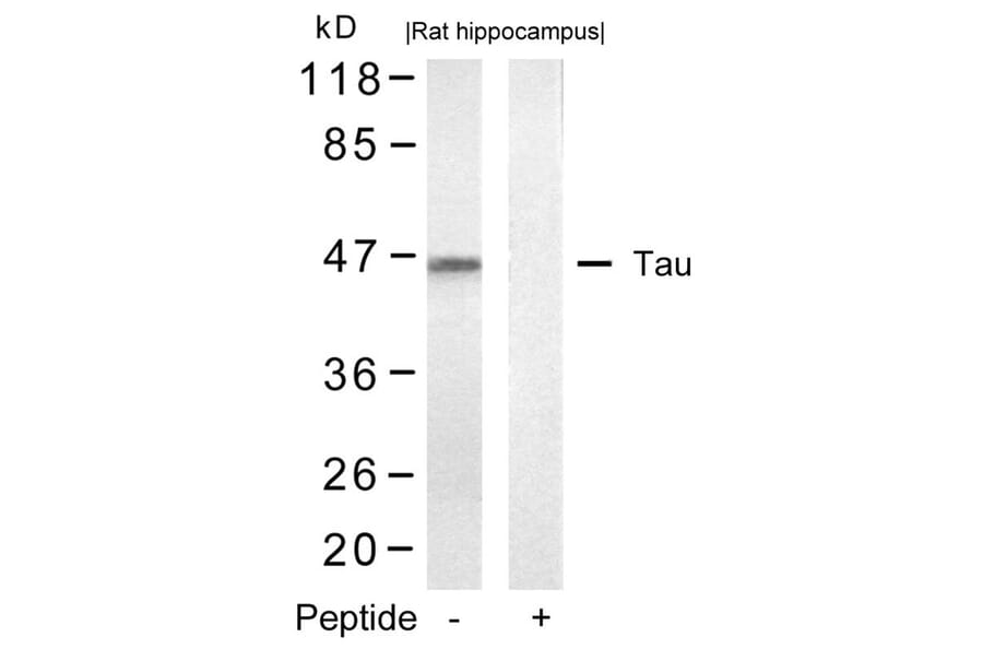 Western blot - Tau (Ab-422) Antibody from Signalway Antibody (21262) - Antibodies.com