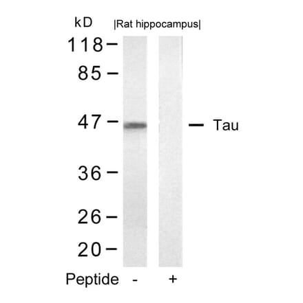 Western blot - Tau (Ab-422) Antibody from Signalway Antibody (21262) - Antibodies.com