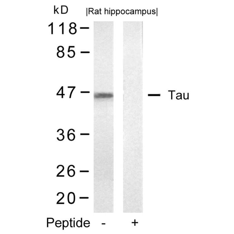 Western blot - Tau (Ab-422) Antibody from Signalway Antibody (21262) - Antibodies.com