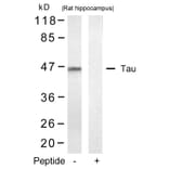 Western blot - Tau (Ab-422) Antibody from Signalway Antibody (21262) - Antibodies.com