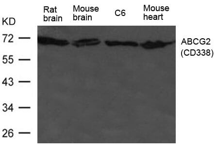 Western blot analysis of extract from HL-60 cells using ABCG2 (CD338) Antibody #21476