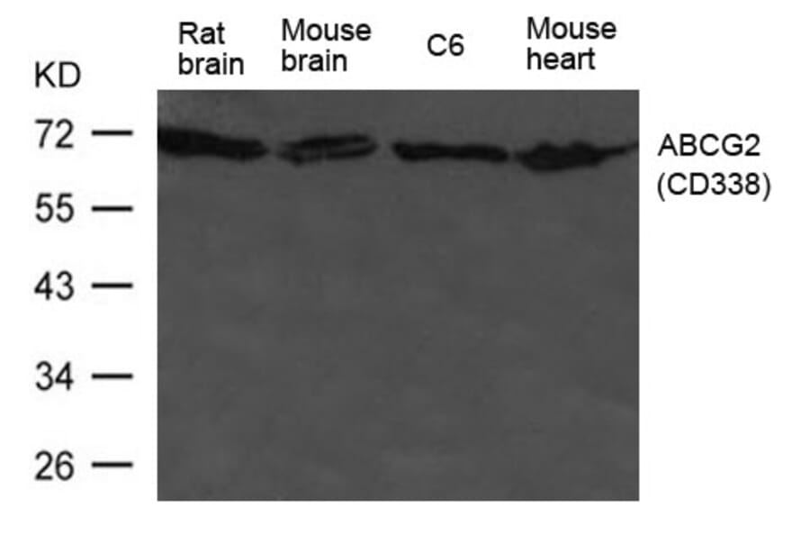 Western blot - ABCG2 (CD338) Antibody from Signalway Antibody (21476) - Antibodies.com
