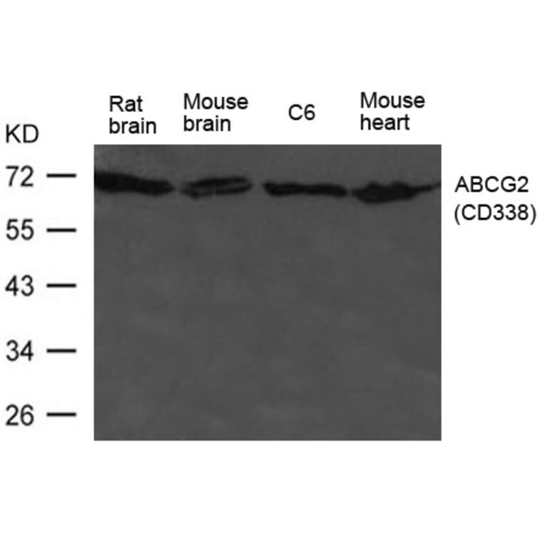 Western blot - ABCG2 (CD338) Antibody from Signalway Antibody (21476) - Antibodies.com