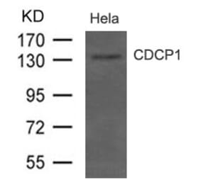 Western blot - CDCP1 (CD318) Antibody from Signalway Antibody (21479) - Antibodies.com