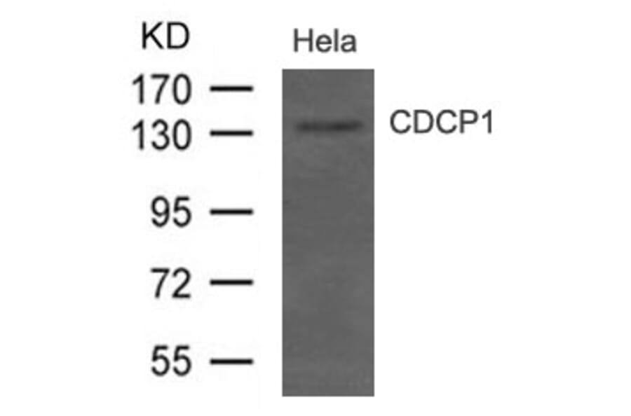 Western blot - CDCP1 (CD318) Antibody from Signalway Antibody (21479) - Antibodies.com