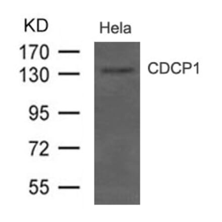 Western blot - CDCP1 (CD318) Antibody from Signalway Antibody (21479) - Antibodies.com