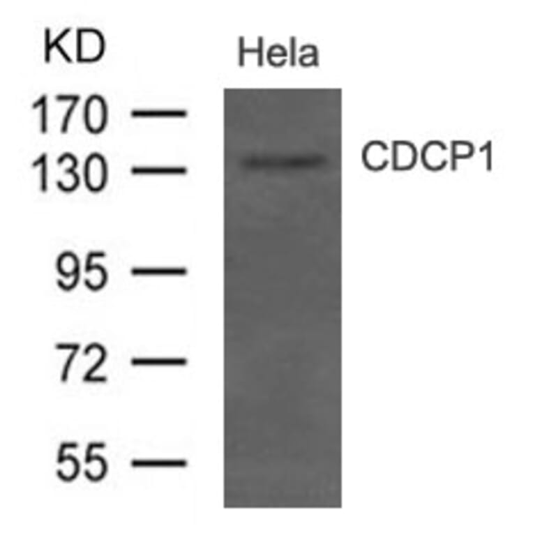 Western blot - CDCP1 (CD318) Antibody from Signalway Antibody (21479) - Antibodies.com