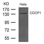 Western blot - CDCP1 (CD318) Antibody from Signalway Antibody (21479) - Antibodies.com