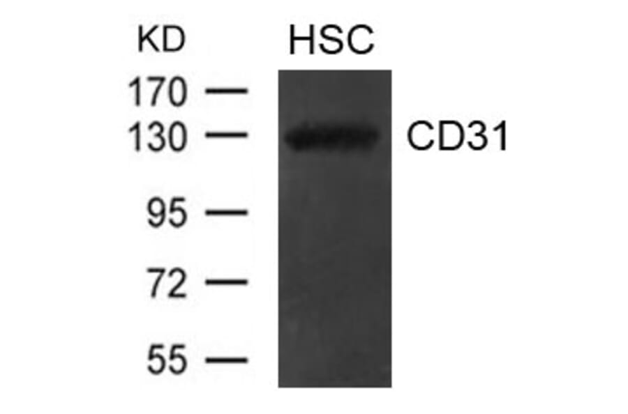 Western blot - CD31 (PECAM1) Antibody from Signalway Antibody (21481) - Antibodies.com