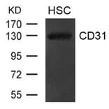 Western blot - CD31 (PECAM1) Antibody from Signalway Antibody (21481) - Antibodies.com