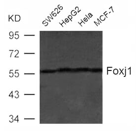 Western blot - Foxj1 (HFH4) Antibody from Signalway Antibody (21610) - Antibodies.com