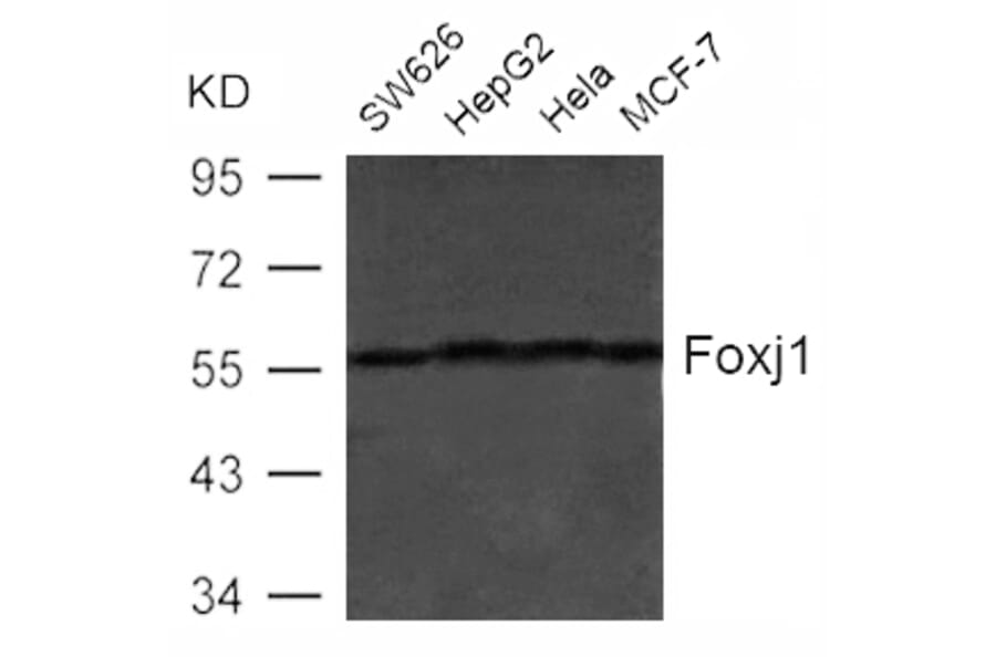 Western blot - Foxj1 (HFH4) Antibody from Signalway Antibody (21610) - Antibodies.com