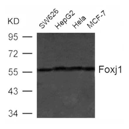 Western blot - Foxj1 (HFH4) Antibody from Signalway Antibody (21610) - Antibodies.com