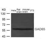 Western blot - GAD65 (GAD2) Antibody from Signalway Antibody (21611) - Antibodies.com