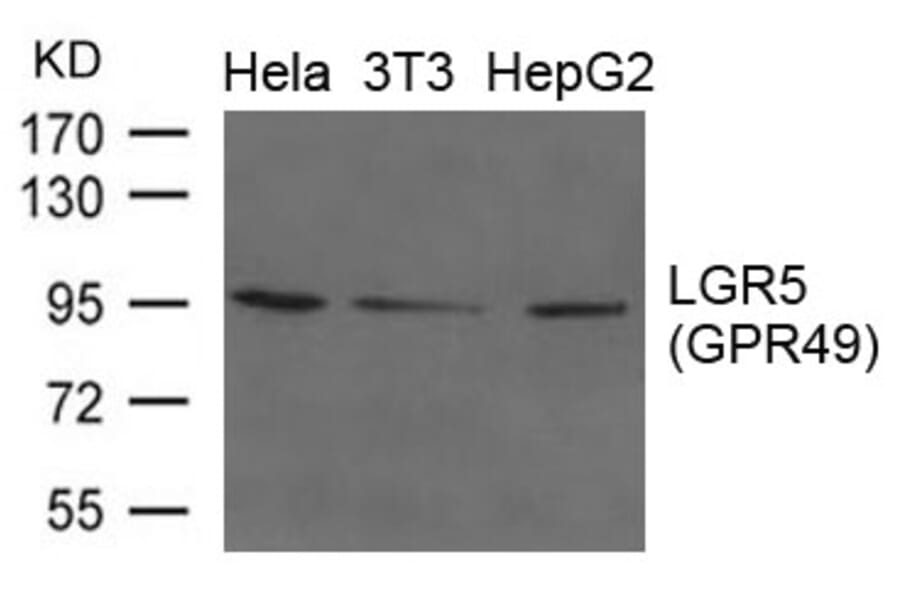 Western blot - LGR5 (GPR49) Antibody from Signalway Antibody (21659) - Antibodies.com