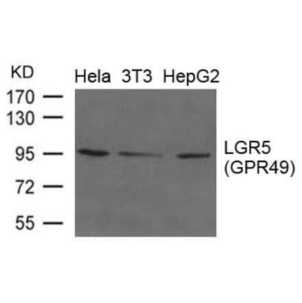 Western blot - LGR5 (GPR49) Antibody from Signalway Antibody (21659) - Antibodies.com