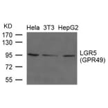 Western blot - LGR5 (GPR49) Antibody from Signalway Antibody (21659) - Antibodies.com