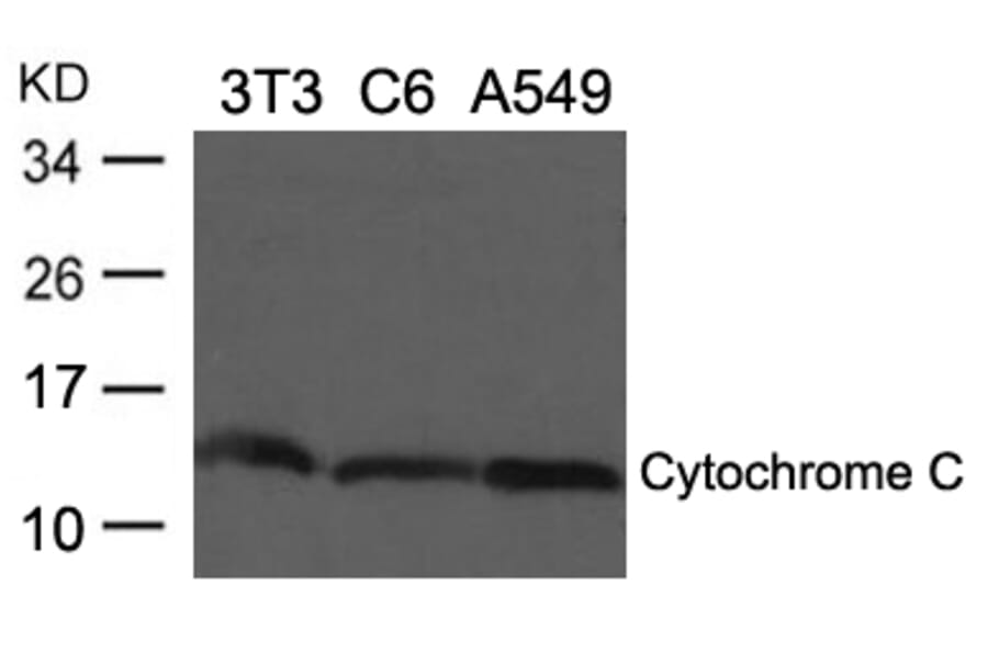 Western blot - Cytochrome C Antibody from Signalway Antibody (21680) - Antibodies.com