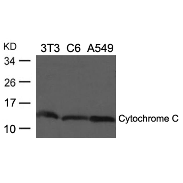 Western blot - Cytochrome C Antibody from Signalway Antibody (21680) - Antibodies.com