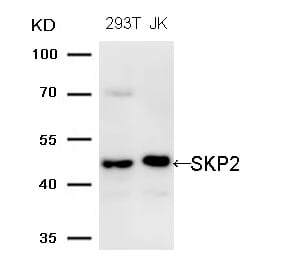 Western blot - SKP2 (Ab-64) Antibody from Signalway Antibody (21700) - Antibodies.com