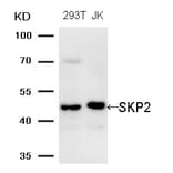 Western blot - SKP2 (Ab-64) Antibody from Signalway Antibody (21700) - Antibodies.com