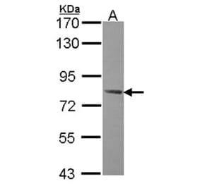 AMPK gamma-2 antibody from Signalway Antibody (22150) - Antibodies.com