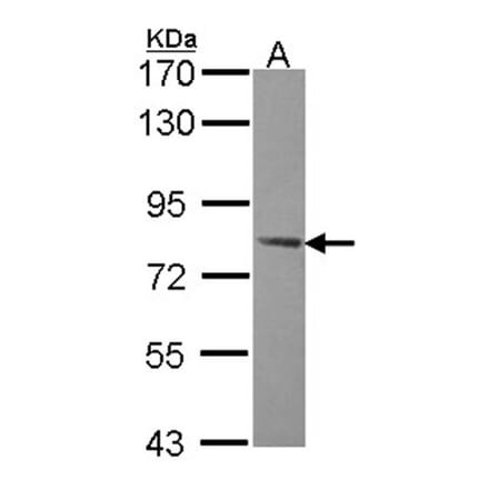 AMPK gamma-2 antibody from Signalway Antibody (22150) - Antibodies.com