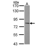 AMPK gamma-2 antibody from Signalway Antibody (22150) - Antibodies.com