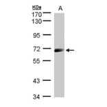 IL-12Rbeta1 antibody from Signalway Antibody (22503) - Antibodies.com