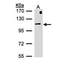 beta-Adaptin antibody from Signalway Antibody (22945) - Antibodies.com