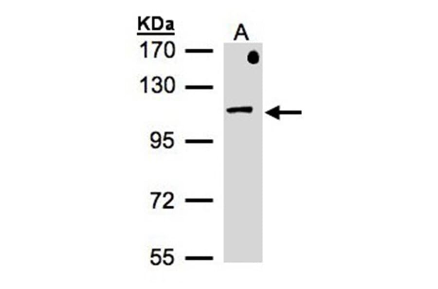 beta-Adaptin antibody from Signalway Antibody (22945) - Antibodies.com