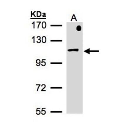 beta-Adaptin antibody from Signalway Antibody (22945) - Antibodies.com