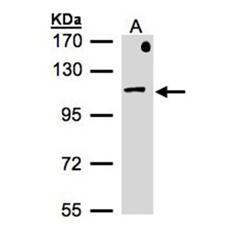 beta-Adaptin antibody from Signalway Antibody (22945) - Antibodies.com