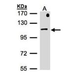 beta-Adaptin antibody from Signalway Antibody (22945) - Antibodies.com