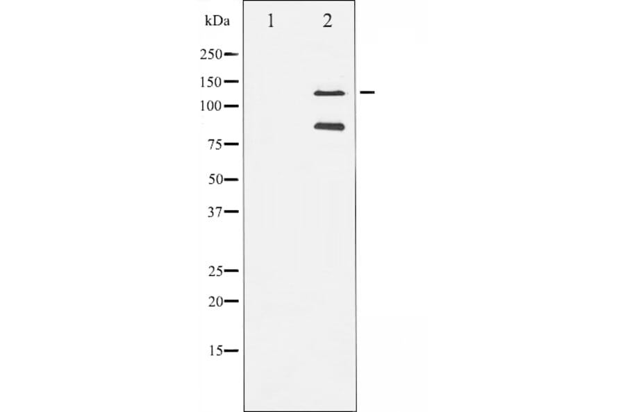 Western blot - Cleaved-PARP antibody from Signalway Antibody (29033) - Antibodies.com