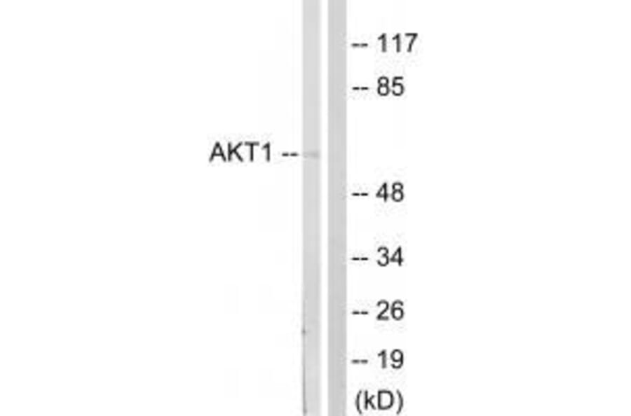 Western blot - Akt (Ab-124) Antibody from Signalway Antibody (33129) - Antibodies.com