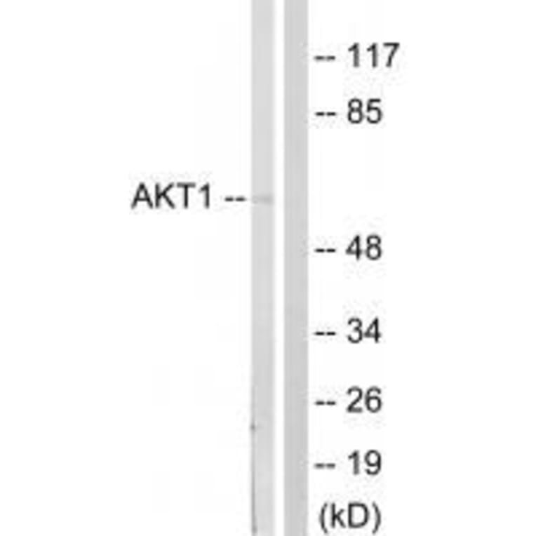 Western blot - Akt (Ab-124) Antibody from Signalway Antibody (33129) - Antibodies.com