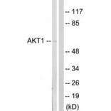 Western blot - Akt (Ab-124) Antibody from Signalway Antibody (33129) - Antibodies.com