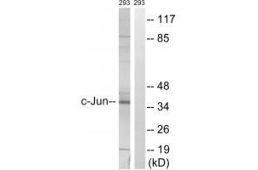Western blot - c-Jun (Ab-63) Antibody from Signalway Antibody (33187) - Antibodies.com