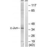 Western blot - c-Jun (Ab-63) Antibody from Signalway Antibody (33187) - Antibodies.com