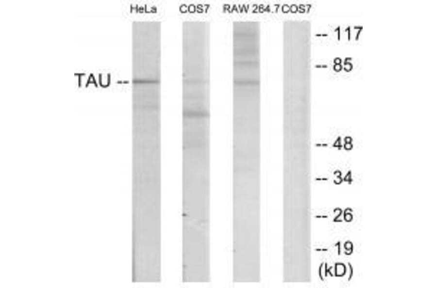 Western blot - Tau (Ab-235) Antibody from Signalway Antibody (33206) - Antibodies.com