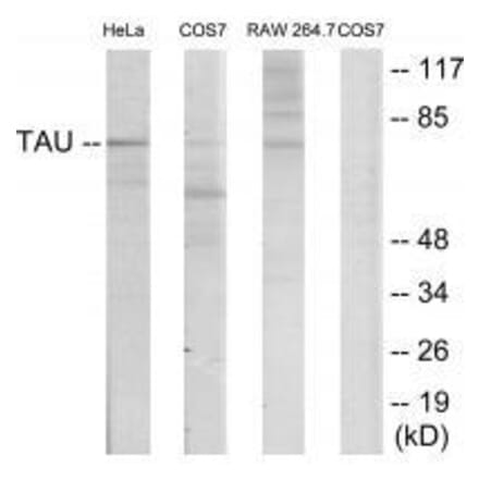 Western blot - Tau (Ab-235) Antibody from Signalway Antibody (33206) - Antibodies.com