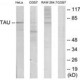 Western blot - Tau (Ab-235) Antibody from Signalway Antibody (33206) - Antibodies.com