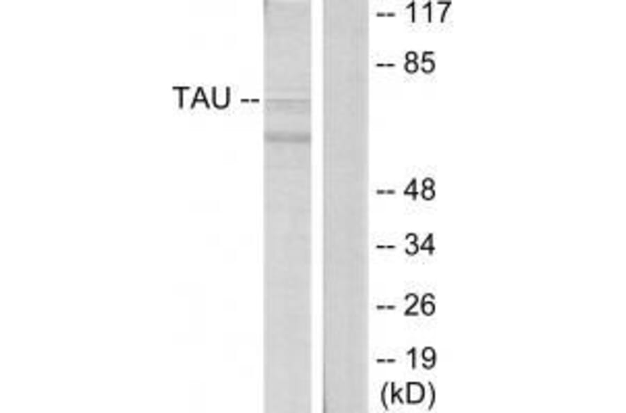 Western blot - Tau (Ab-396) Antibody from Signalway Antibody (33207) - Antibodies.com